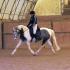 Greystone Virtual Dressage Show